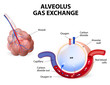Alveolus. gas exchange