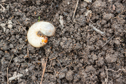 Fotografía Larva of Cetonia aurata, called goldsmith beetle