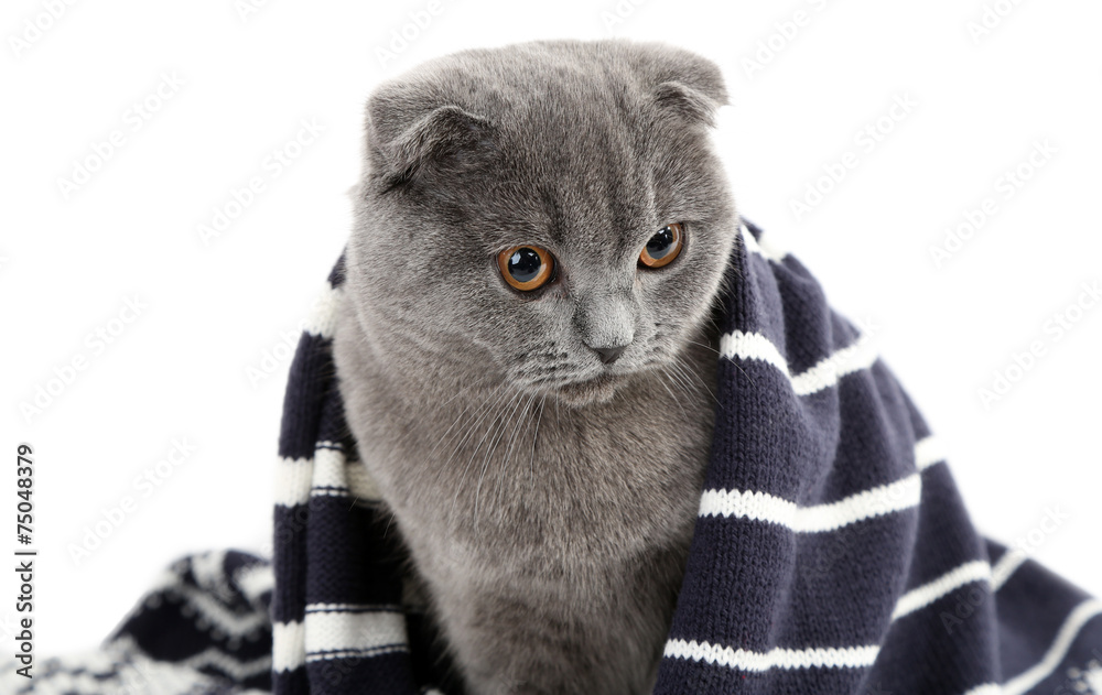 British cat wrapped in plaid isolated on white