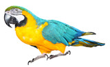 Fototapeta  - Blue and Gold Macaw