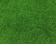 green grass background vector