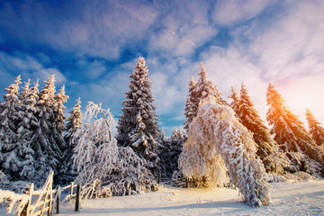 Canvas Print - winter landscape trees in frost