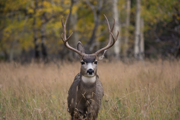 Poster - Mule deer in aspen