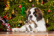 Little Kittens With Saint Bernard Puppy Near A Christmas Tree