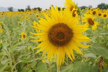 Wall Mural - Blooming sunflower