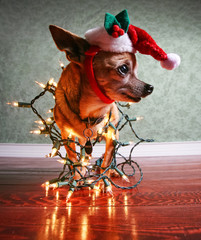 cute chihuahua with christmas lights and a santa hat on