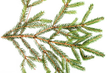 Wall Mural - spruce branch on a white background