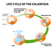 The chlamydial life cycle