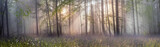 Fototapeta Las - Magic Carpathian forest at dawn