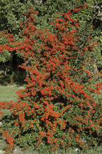 Pyracantha, Buisson Argent, Variete Saphyr Rouge Cadou