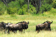 Herd of wildebeest standing