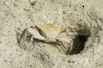 Portrait of a Spider Crab