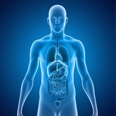 human organs