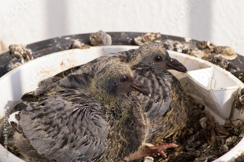 Bebe Pigeon Stock Photo Adobe Stock Bebe Pigeon Stock Photo Adobe Stock
