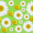 Daisy flowers pattern