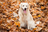 Fototapeta Pokój dzieciecy - young golden retriever dog
