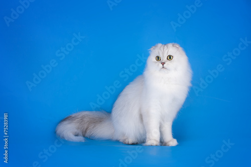 White Longhair Scottish Fold Cat On A Blue Background Isolated