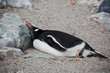 penguin　nap