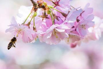 Wall Mural - Flying Bee and Pink Cherry Blossoms