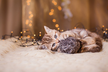 Wall Mural - British kitten, Christmas and New Year