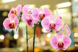 Beautiful violet orchid in public fair.