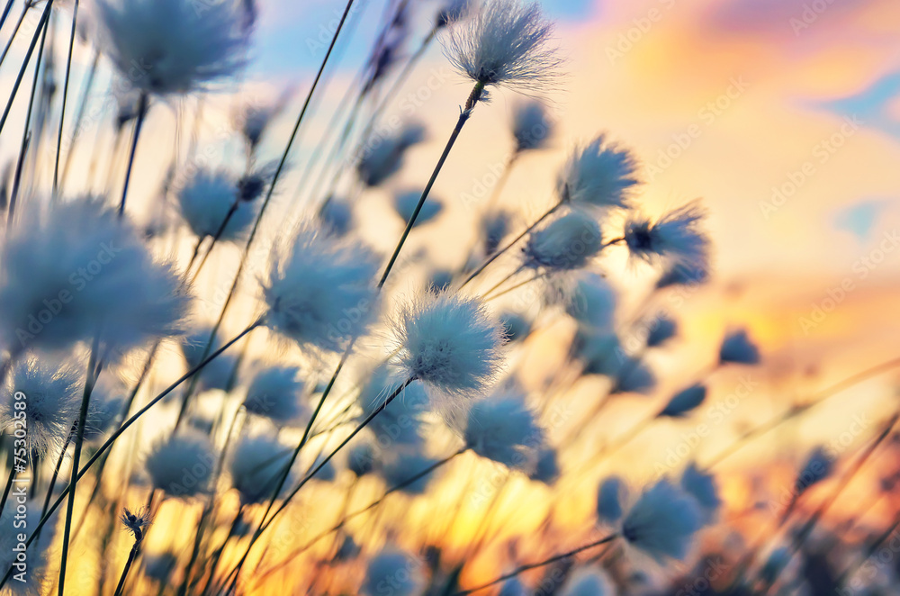 Cotton grass on a background of the sunset sky - obrazy, fototapety, plakaty 