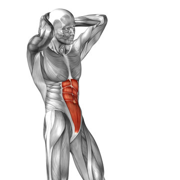 Conceptual 3D anatomy muscle isolated
