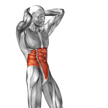 Conceptual 3D anatomy muscle isolated