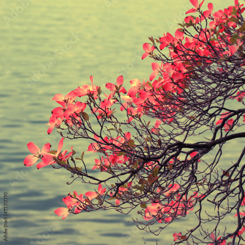 Fototapeta na wymiar Magnolia branch on lake background.