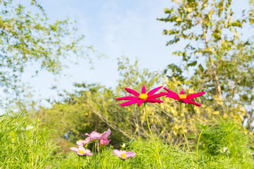 Wall Mural - Cosmos flowers with sky