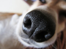 Dog Nose, Close-up, Front View,  29