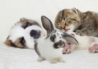 Poster - Puppy and kitten sleeping