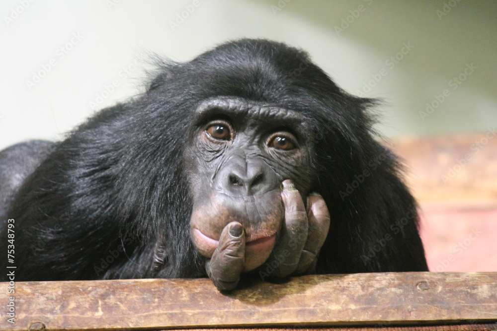 chimpanzee chimp monkey ape (Pan troglodytes or common chimpanzee) chimp looking sad and thoughtful stock photo, stock photograph, image, picture - obrazy, fototapety, plakaty 