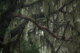 Fototapeta  - Trees with Spanish Moss haning from the branches