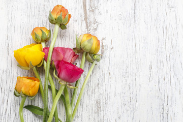 Wall Mural - Pink persian buttercup flowers (ranunculus) on white wood