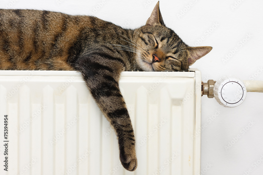 A tiger (tabby) cat relaxing on a warm radiator - obrazy, fototapety, plakaty 
