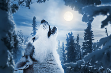 Naklejka na meble howling to the moon