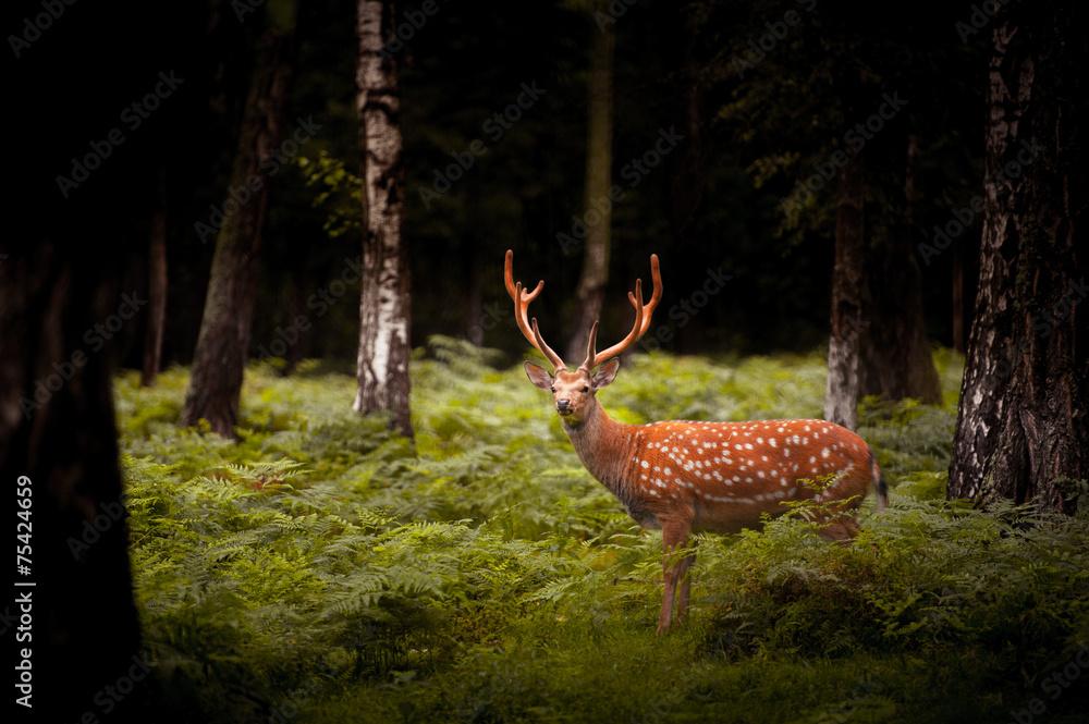 Whitetail Deer Buck Standing In A Woods Wall Mural