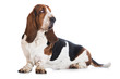 basset hound dog on white