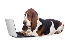 Basset Hound Dog Working On A Computer