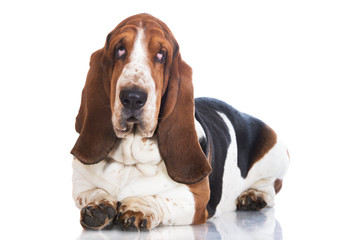 Poster - basset hound dog on white