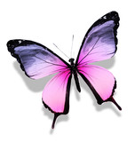 Fototapeta Motyle - Pink violet butterfly , isolated on white