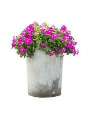 Wall Mural - petunia flowers in flowerpot isolated