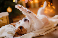 Jack Russell Dog At The Christmas And New Year