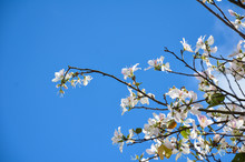 Bauhinia Variegata Flower On Blue Sky Background