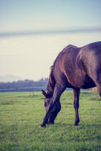 Retro Image Of Brown Horse Grazing In A Lush Green Pasture