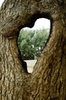 © andromedicus - EL ARBOL DEL AMOR CORAZON