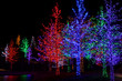 Trees tightly wrapped in LED lights for the Christmas holidays. 