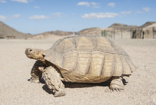 Large Tortoise Walking In The Desert
