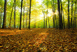 Fototapeta Krajobraz - jesienny las